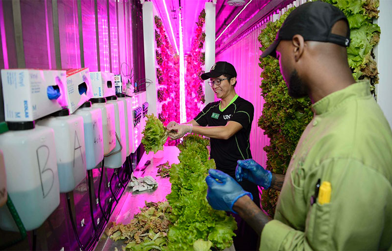 Dining Services employees harvest fresh greens at the UNT hydroponic farm, which will be relocated and expanded this fall thanks to funding from the UNT Diamond Eagles Society.